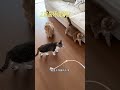 Creative Cat Confinement: 10 Genius Hacks for Small Apartment Multi-Cat Homes