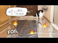 Do Cats Walk On Foil? An Experiment.