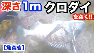 【魚突き】初めてのクロダイ!!電マの沈む海で上から突く!?浅すぎる魚突き