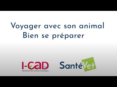 Vidéo: Ce Que Vous Devez Faire Avant De Transporter Un Chat Ou Un Chien Dans Le Pays, Préparez Votre Animal Pour L'été