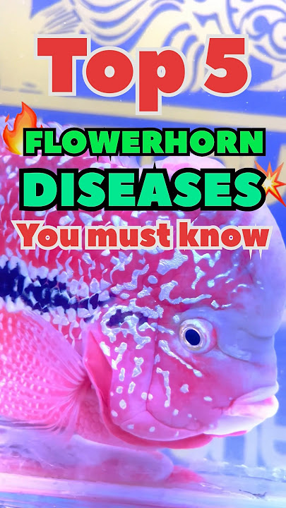 Top 5 Flowerhorn Fish Diseases Every Owner Must Know | #viral #shortvideo #flowerhorn