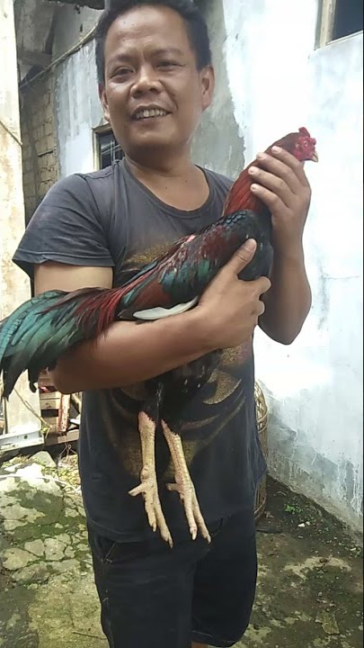 pakhoy si raja vs pama iQ si motor