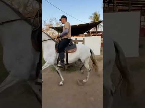 Mangalarga Marchador tortilho