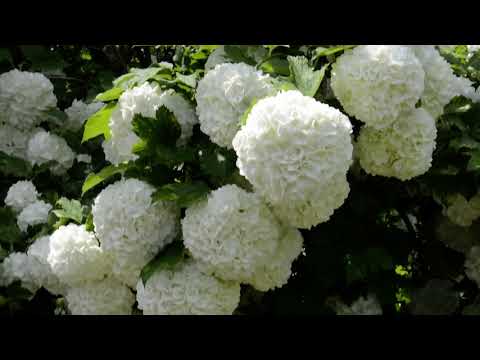 Video: Həmişəyaşıl Dırmanma Hidrangea Məlumatı: Həmişəyaşıl Hydrangea Üzümlərini Necə Yetişdirmək olar