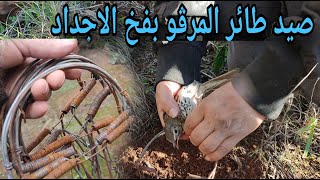 صيد  طائر المرقو بفخ  الاجداد التقليدي ( chasse a la grive )