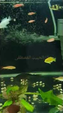 Status WA//Story WA  Shalawat (innal habibal musthofa)