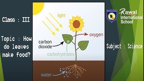 Class-III, Subject- Science, Topic: How do leaves make food, Rawal International School