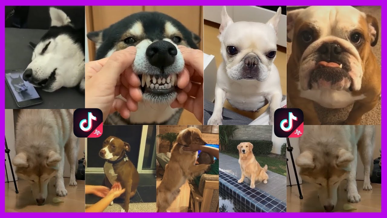 Tik Tok Compilation Memes All About Dogs Part 1 YouTube