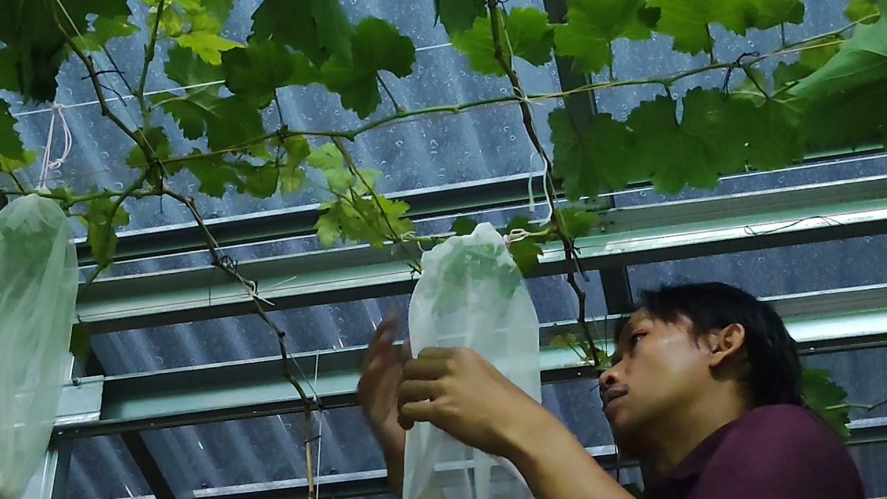 Trial Cover Fruit Grape Using Insect Net Material.