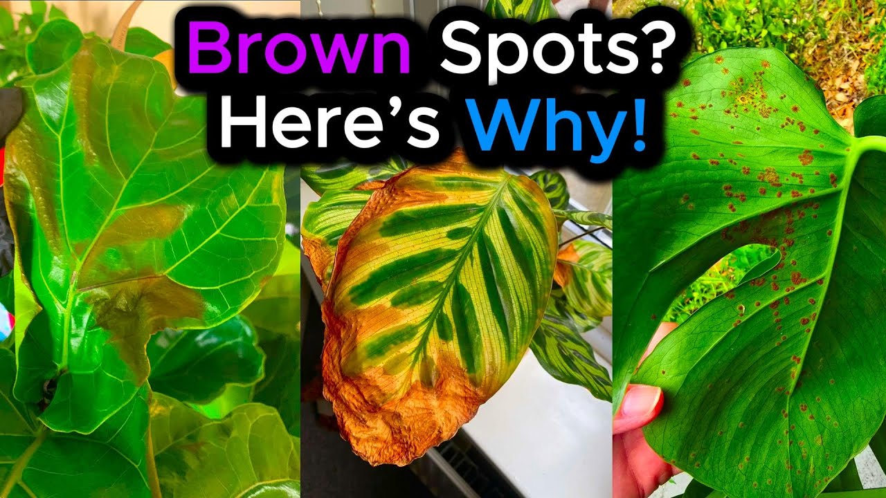 Brown Spots on Houseplants? Here's Why!  3 Step Diagnosis Guide