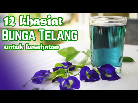 Bunga Telang Benefits