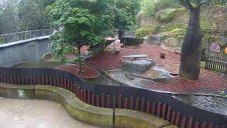Capybara Live stream