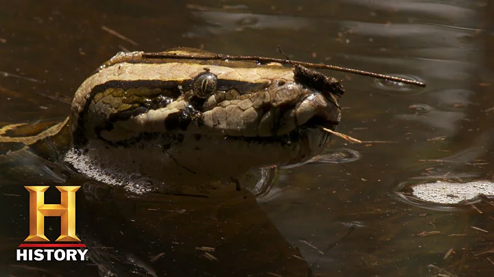 Swamp People: Serpent Invasion: DANGER IN THE EVERGLADES (Season 2) | History