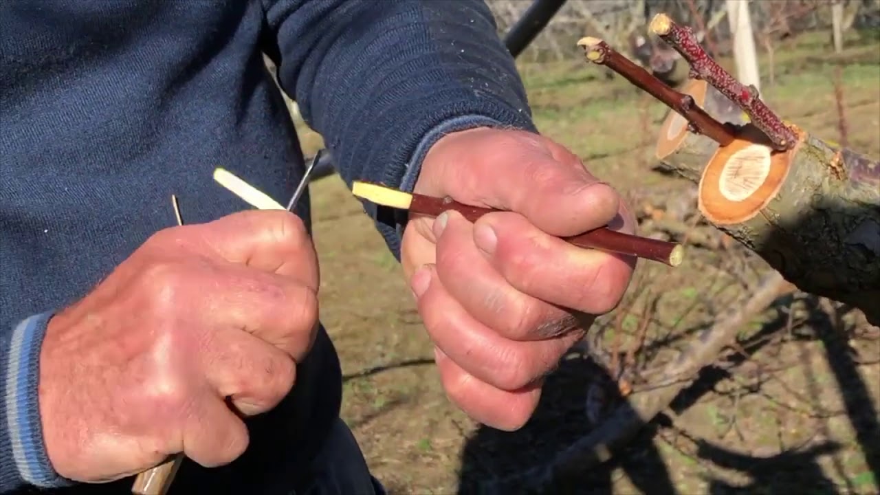 innesto a corona  su albero di albicocche