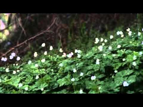 二輪草 川中美幸&弦哲也 cover きいちご＆文夫（聖風）