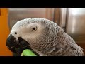Попугай говорит с хозяином попугай матершинник ругается