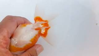 DSCF7327