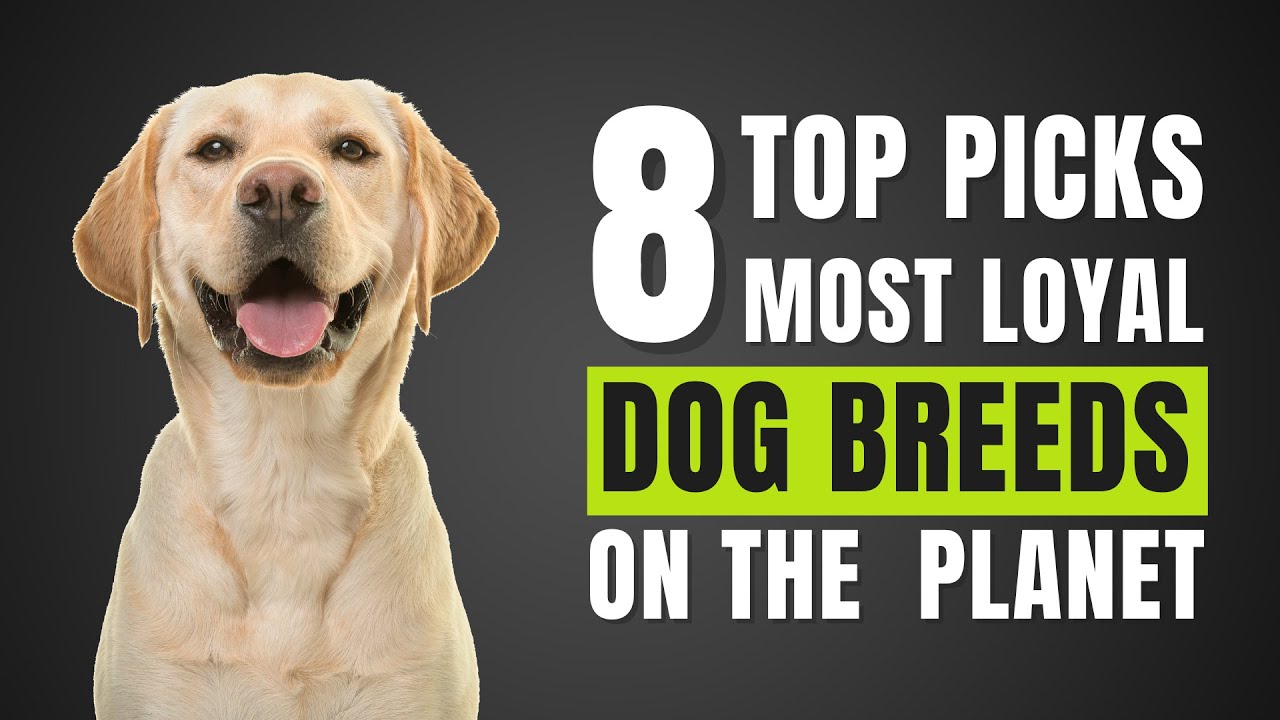 Discover the Most Loyal Dog Breeds Our Top 8 Picks YouTube