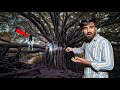 Visiting Most Haunted Tree At Night | आधी रात को इस पेड़ पर चुड़ैल दिखी - बाल बाल बचे !!!