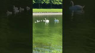 A peaceful morning with the swan family 🦢✨ #shorts #swans #nature