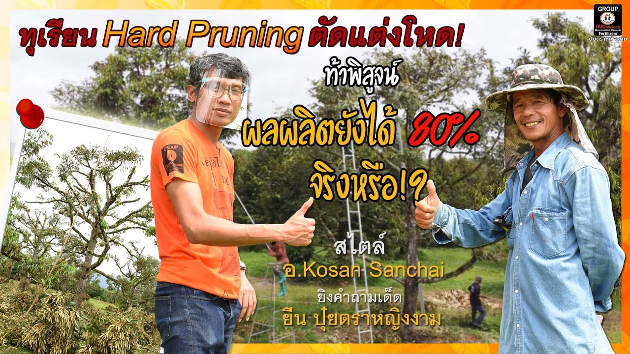 ทุเรียน Hard Pruning ตัดแต่งโหด!! ผลผลิตยังได้ 80% จริงหรือ!? สไตล์ อ.Kosan Sanchai