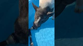 This little piggy learned how to drink out of the hose #petpig #minipig #housepig