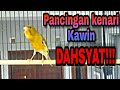 Dahsyat Pancingan Kenari Kawin Ini Sungguh Ampuh Mp3 - Mp4 Download