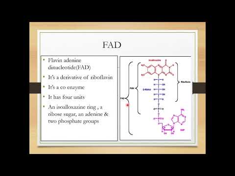 FAD(Flavin Adenine Dinucleotide)