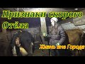 Признаки скорого отёла коровы. Как понять когда родит корова?