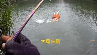 新店海會寺 釣況分享 Wild fishing in Taiwan. [嘟嘟釣魚狂#231] 2023/08/31 by 嘟嘟釣魚狂 13,715 views 9 months ago 10 minutes, 48 seconds