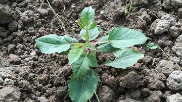 Cách Chăm Sóc Cây Hoa Thược Dược Sau Khi Trồng  Được 10 Ngày