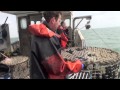 NN114 Halcyon fishing 'the black stuff': cuttlefish potting in Normans Bay, Sussex. Pisces-RFR