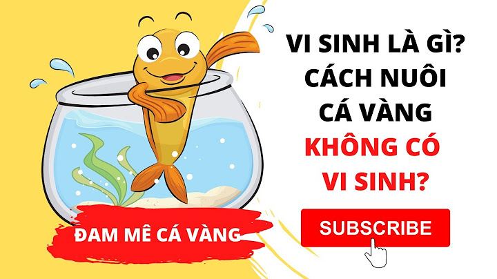 Vi sinh hồ cá là gì năm 2024