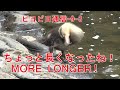 ピヨピヨ通信 9-3 【ちょっと長くなったね!】PIYOPIYO-NEWS (MORE LONGER) 2024.06