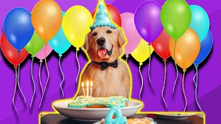 You Think This Cute Golden Retriever Is Excited Its His Birthday? by Animals Doing Things  1,199 views 3 years ago 3 minutes, 1 second