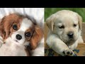 Cute Puppy Surprise gift reaction- Cute Moment🐶