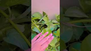 Money Plant #viral #youtubeshorts #ytshorts #video #shortsvideo #moneyplant