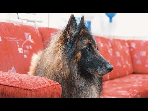 Wie du deinem Hund abgewöhnst, auf das Sofa zu springen!