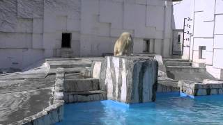 ホッキョクグマの背中にとまるトンボ~ Polar Bear & Dragonfly