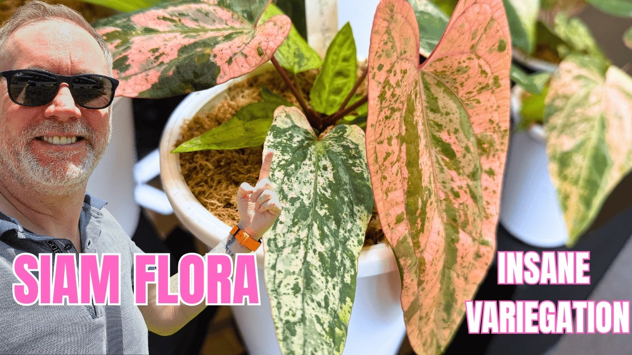 🌿 Исследуем секретную оранжерею Siam Flora 🇹🇭 | Интервью с редкими гибридными ароидными растениям...