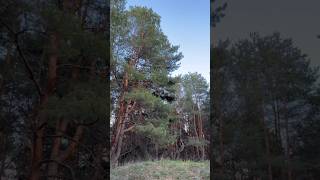 🌲🌿 #Shorts #nature #love #forest #trees #spring