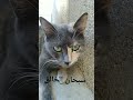 سبحان من خلقها وصورها سبحان الله سبحان من خلق السماوات والأرض وما بينهما الله أكبر الله أكبر سبحان من خلقها وصورها سبحان الله سبحان من خلق السماوات والأرض وما بينهما الله أكبر الله أكبر