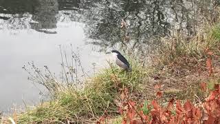 ゴイサギ様が飛びました( ﾟДﾟ)
