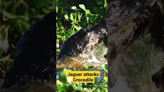 Jaguar attacks crocodile | Amazon Forest | Namibia #amazon #forest  #nature #amazonas #fact