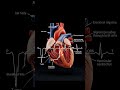 🫀Heart Ki Electric Activity 😲 #shorts #viral #animation