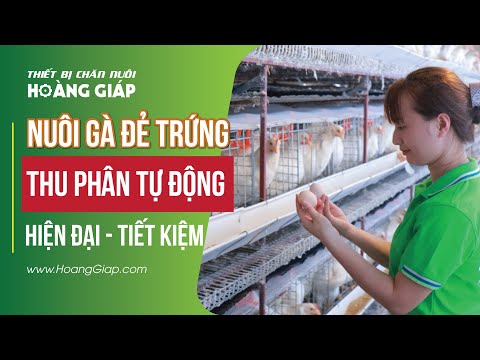 Video Trang Trại Nuôi Gà Đẻ Trứng Công Nghiệp HIỆN ĐẠI -... - youtube