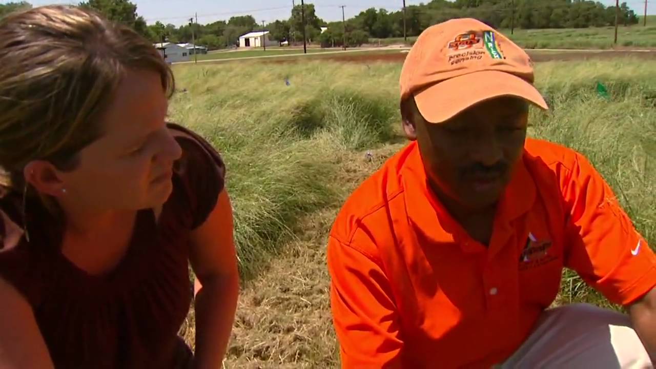 Teff: New Potential Crop for Oklahoma