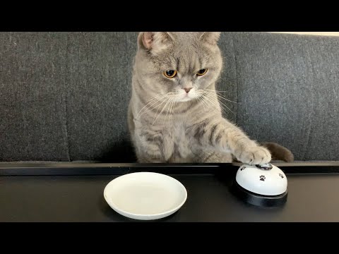 ”おやつ”のためにベルを極めたぽっちゃり猫【スコティッシュフォールド】