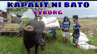 EP,326. BUHAY BUKID cyborg kapalit ni bato