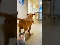 is video ko pura dekhna Ma aakhir ke Mai hoti hai #imotional #shortvideo #viralvideo